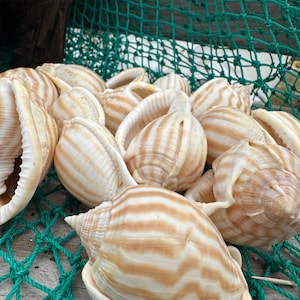 Striped Bonnet Shell - Cassis strigatum