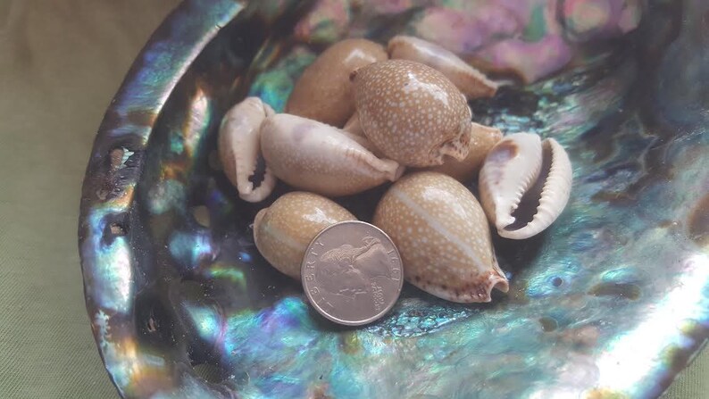 Spotted Eroded Gnawed Cowrie Cowry Shells 1-2 Seashells Beach Crafts Cream Ivory Taupe Beige Polka Dot Polished Tan Blue Stripe Graphic