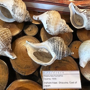 Small Neptune Shell with Documentation & Operculum - Neptunea kuroshio Bild 5