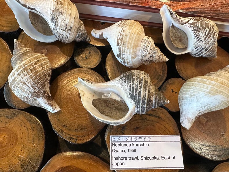 Small Neptune Shell with Documentation & Operculum - Neptunea kuroshio Bild 5