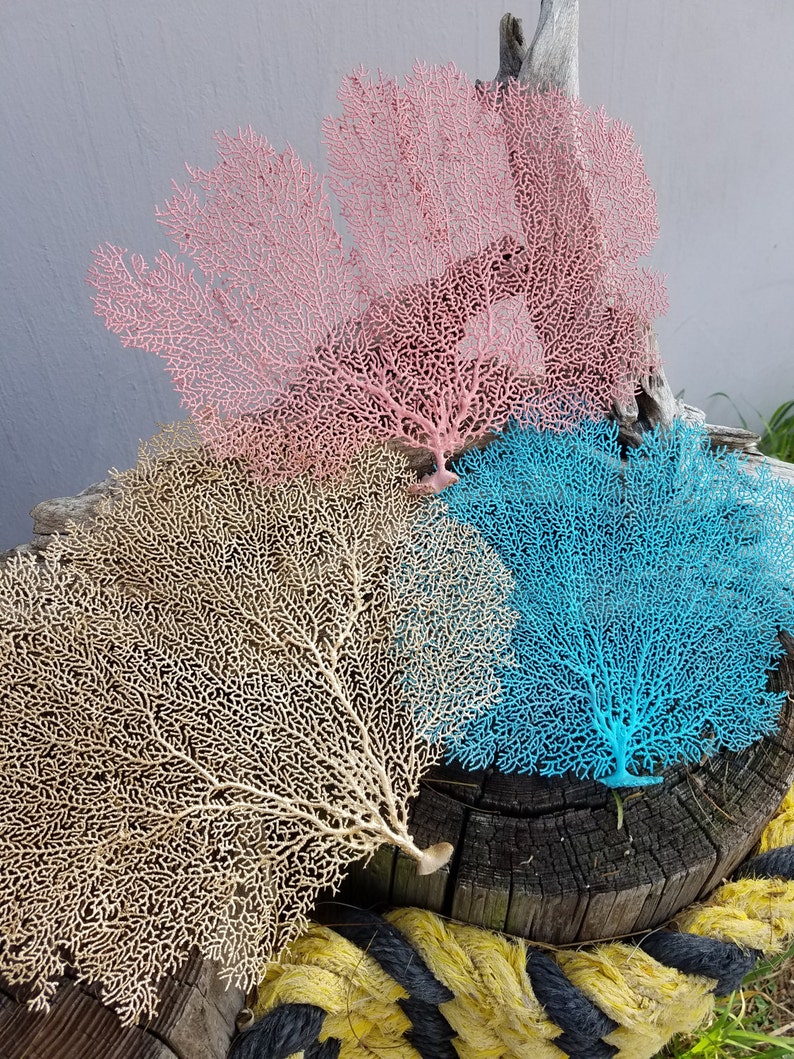 Natural Dried Sea Fan Coral Hand Painted Metallic Gold Silver | Etsy