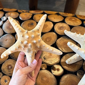 Large Natural Tan Knobby Starfish
