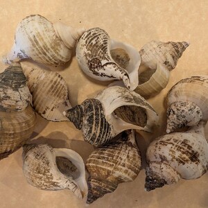 Small Neptune Shell with Documentation & Operculum - Neptunea kuroshio - Loving Coastal Living