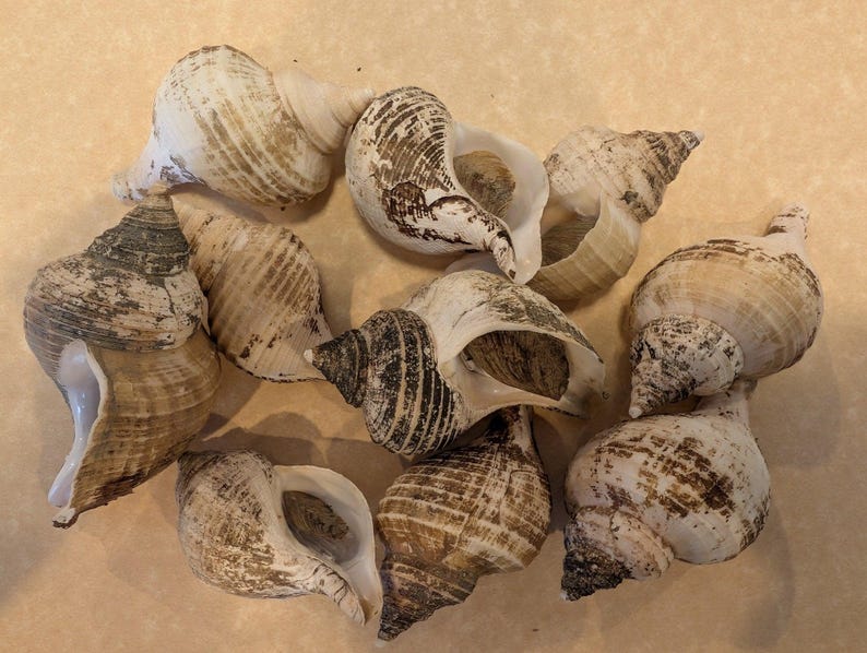 Small Neptune Shell with Documentation & Operculum - Neptunea kuroshio - Loving Coastal Living