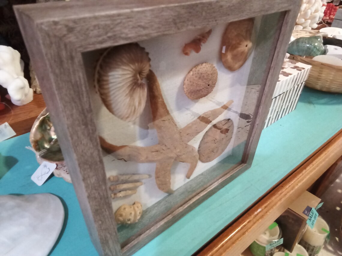 Coastal Shadow Box Group Natural Beach Shells Framed Beach Etsy
