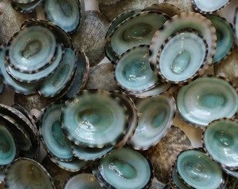 Small Green Limpet Shells Seashells Natural Aqua Blue Grey Color Arts Crafts Coastal Ocean Sea Home Decor DIY Crafting Projects Collections