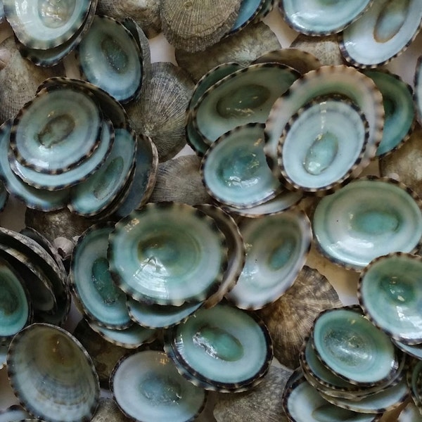 Small Green Limpet Shells Seashells Natural Aqua Blue Grey Color Arts Crafts Coastal Ocean Sea Home Decor DIY Crafting Projects Collections