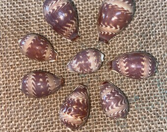 Zig Zag Cowrie 0.5-1" Cowry Daybreak Dawn Cyprea Seashells Cream Ivory Chocolate Brown Tan Graphic Print Geometric Spot Pattern Aztec Tribal