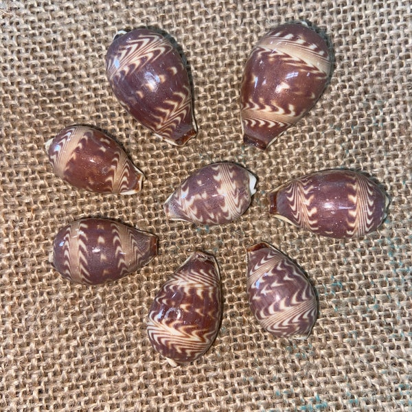 Zig Zag Cowrie 0.5-1" Cowry Daybreak Dawn Cyprea Seashells Cream Ivory Chocolate Brown Tan Graphic Print Geometric Spot Pattern Aztec Tribal