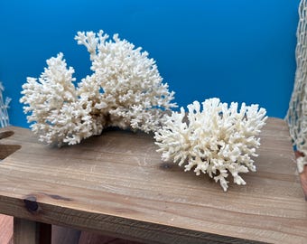 Vintage Lace Coral Specimen -  Pocillopora damicornis