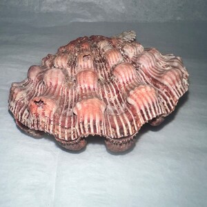 Rust Scallop Shell Natural Lion Paw Scallop PAIR Shell Unique Seashell Coastal Rust Tone ...