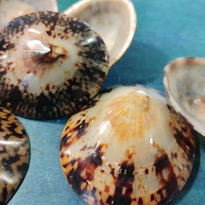 May include: A group of six seashells with a brown and white mottled pattern. The shells are smooth and shiny, and they have a slightly iridescent quality.