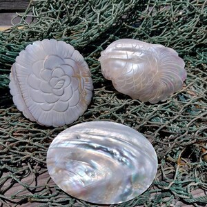 Carved River Clam