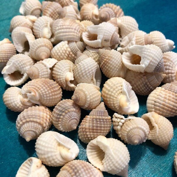Small Distorsio Reticulata Ivory Seashells Mini Cream Off White Color Snail Ridge Bumpy Texture Spiral Top Beach Crafts Arts Supplies Frames