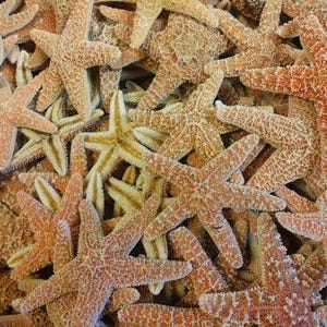 Real Dried Sugar Starfish