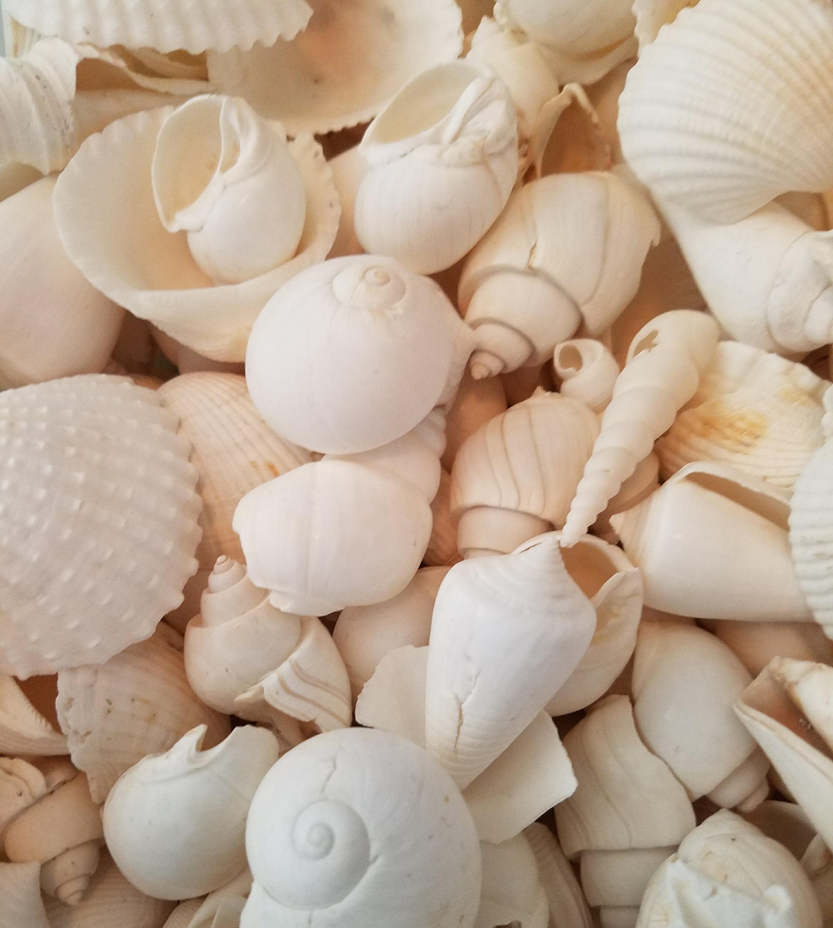 Seashell Mix 5 Pounds of Real White Decorative Seashells for Crafts and  Decor