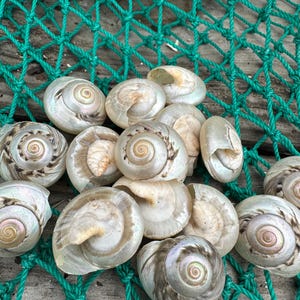 Giant Pearl Umbonium Shell