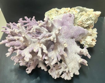 RARE Vintage Purple Hydrocoral - 12"