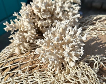 Lace Coral