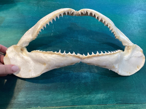 Shell Jaw Blue Shark Jaw