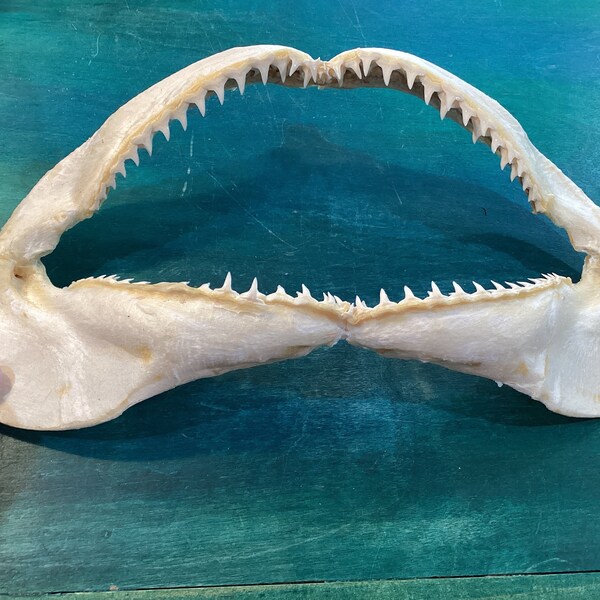 Shark Jaw - Etsy