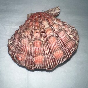 Rust Scallop Shell Natural Lion Paw Scallop PAIR Shell Unique Seashell Coastal Rust Tone ...