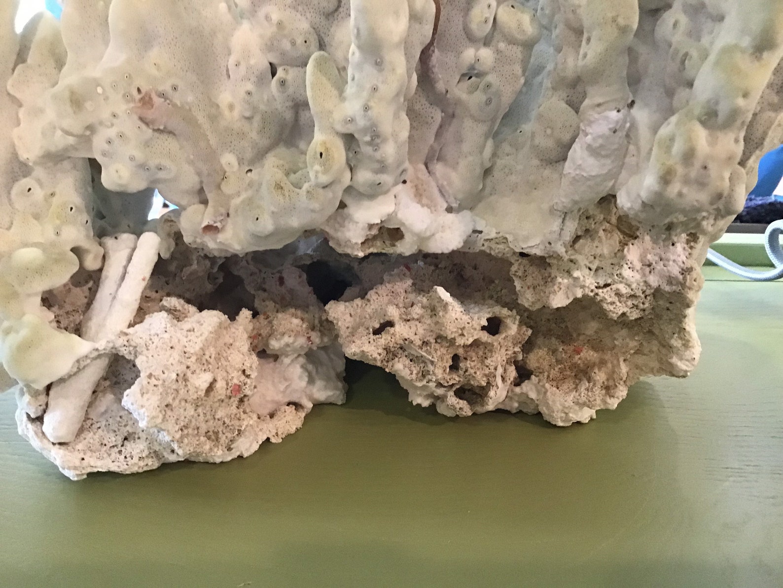 Vintage Fire Green Slab Coral Cluster Authentic Coastal Style | Etsy