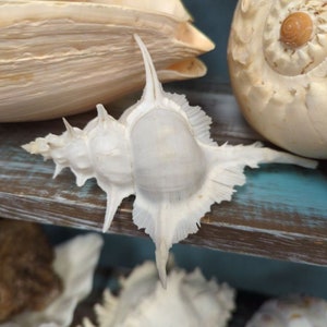 Siratus Alabaster Murex Seashell Collectors Shell Coastal Decorating Decor Assemblage Display Cabinet of Curiosities Oddities Mermaids Brush image 2