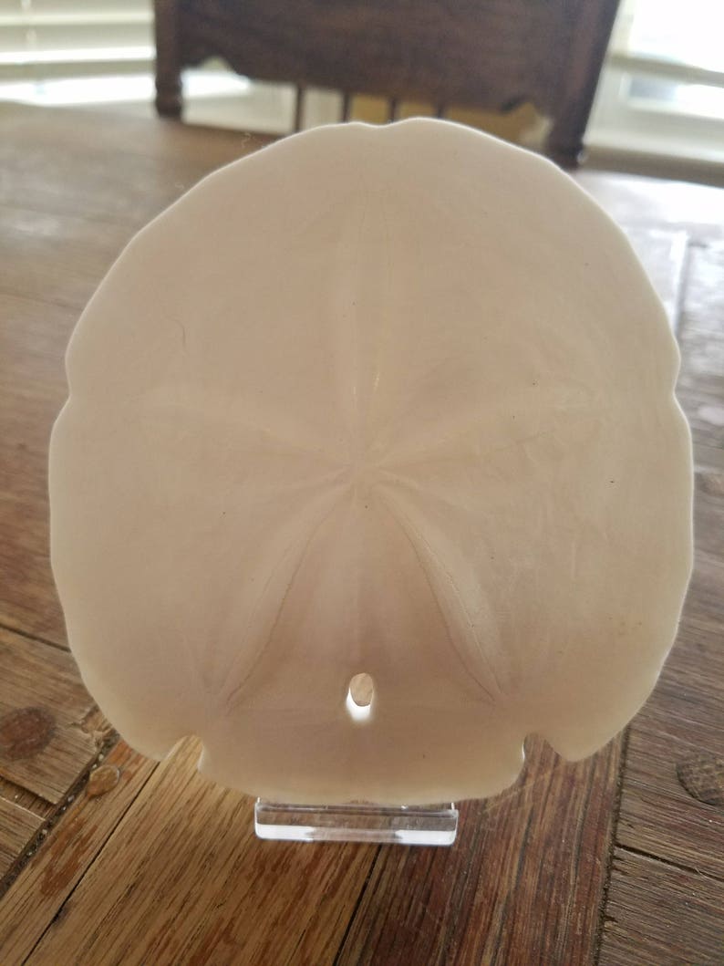 Beach Wedding Decorations Large Sand Dollars Weddings Escort Etsy