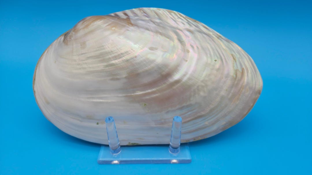 Rainbow Cebu Clam Shell Fused Display 9.75