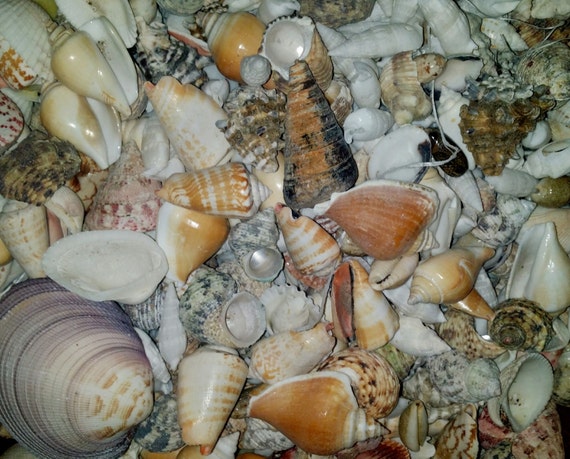 Mixed Lot Of 3 Pounds Of Seashells Sea Shells For Crafting Decor. Lot #1 