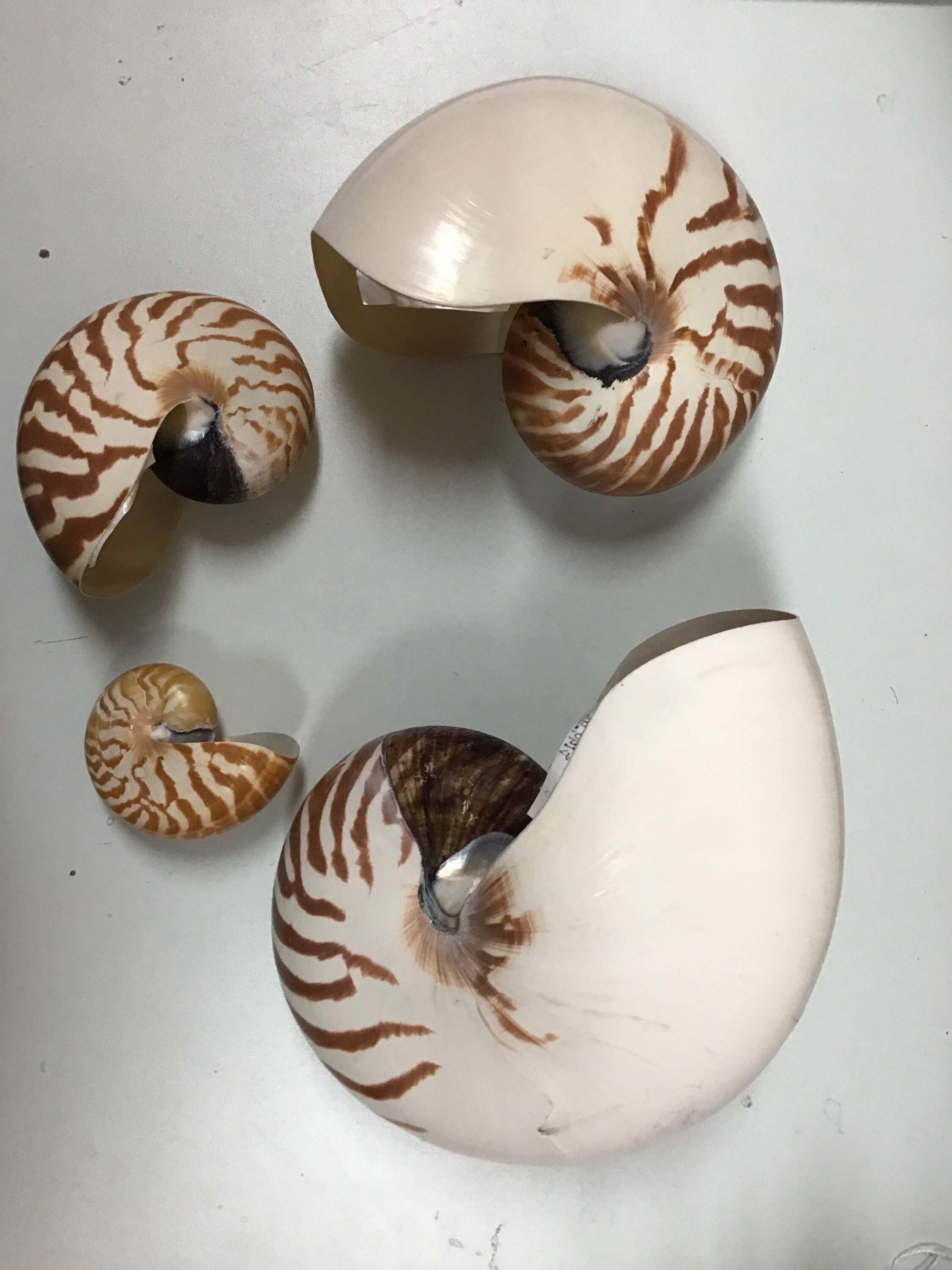 Pearl Finish Iridescent And Tiger Chambered Nautilus Shell Etsy 日本