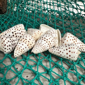 Ivory Cone Shell - Conus eburneus