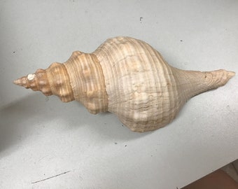 Large Florida Horse Conch Shell 7" Seashell Collectible Organic Ocean Natural Display FASCIOLARIA GIGANTEA