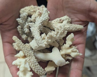 Mixed White Coral Pieces Crafting Assortment- Broken Scrap Lot