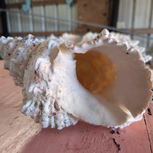 Giant Frog Conch Shell - Tutufa bubo - Multiple Size Options 6-11"