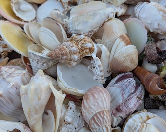 Assortment Mixed Shells Lot -Natural Seashell Mix