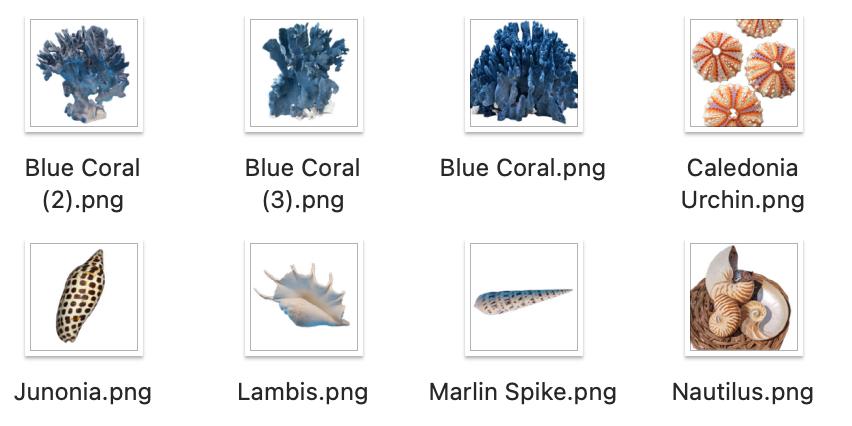 Shell Sticker Pack- Digital Download - Etsy