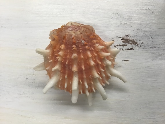 Thorny Oyster Spondylus Imperialis Pr Shell 2/"-2-1//2/" ~ 1 Paired Shell
