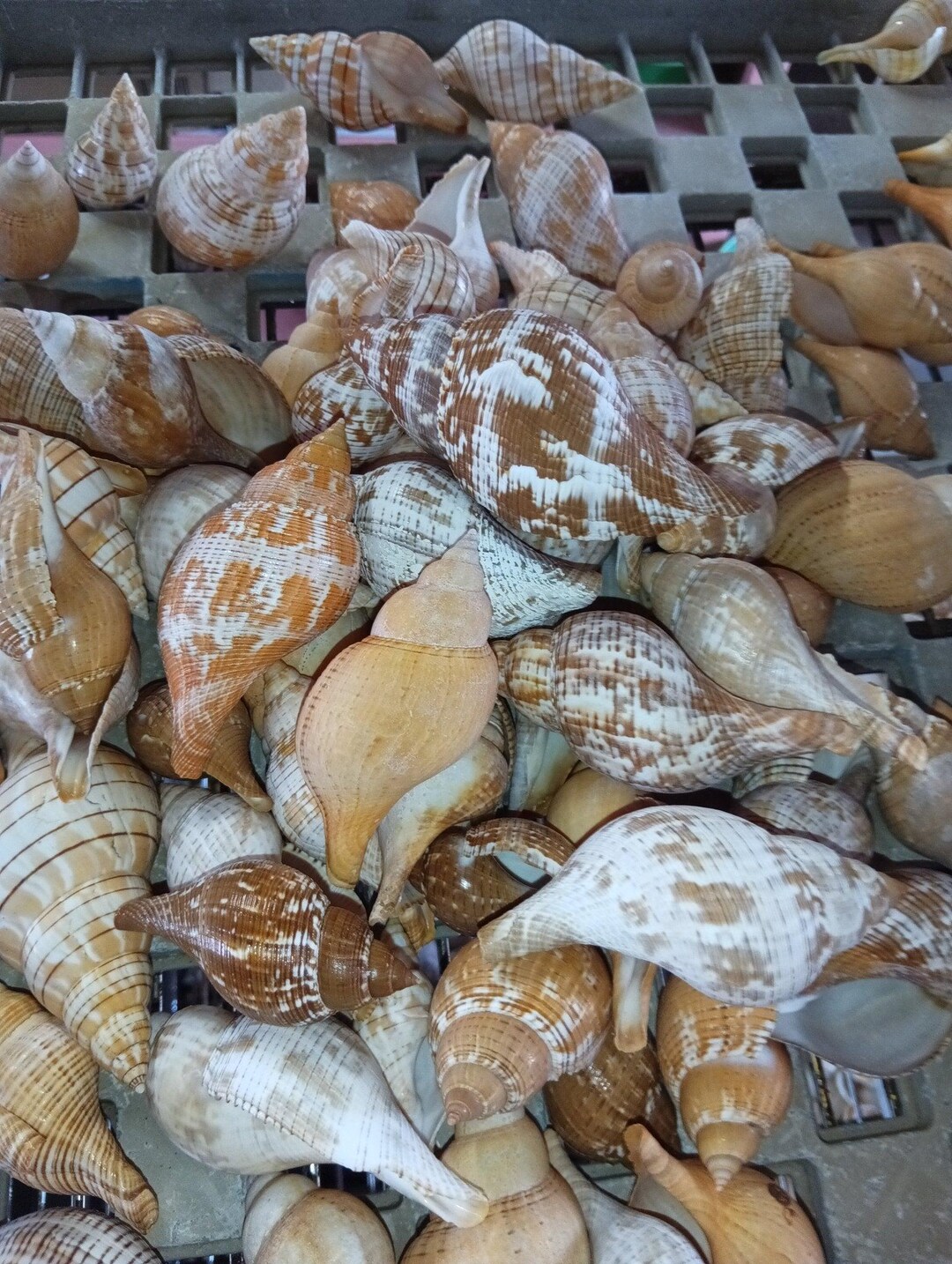 Mixed Tulip Shells (fasciolaria Tulipa) Banded & True - Etsy