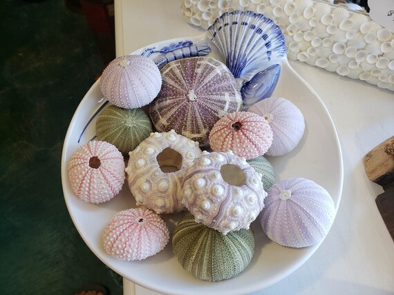 Sea Urchins Shell Sampler Gift Pack Colorful Variety Natural Urchin Shells Violet Pink Green Cream Decorating Ideas Beach Home Weddings Sea