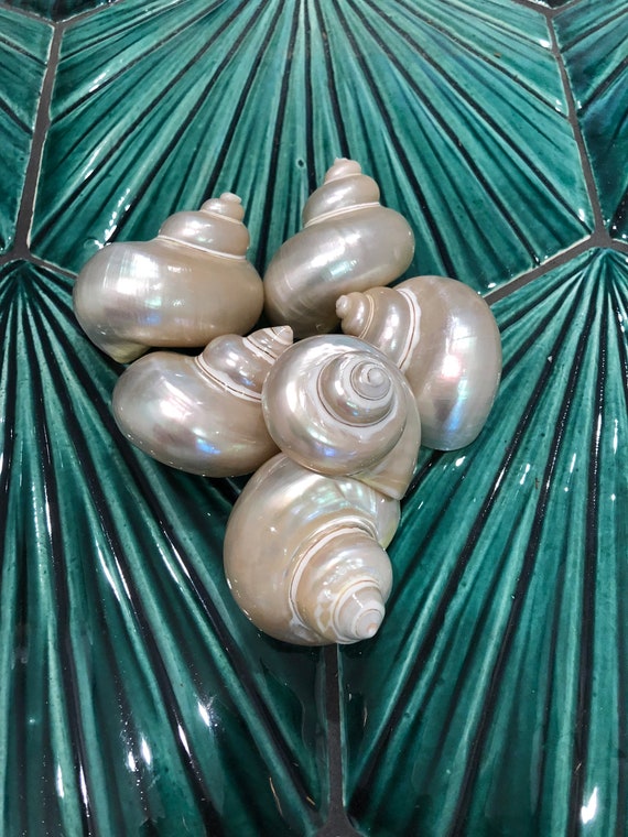 Large Pearl Jade Turbo Snails White Iridescent Shells Coastal - Etsy