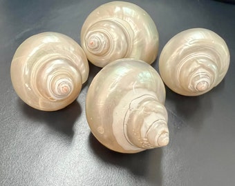 Polished Pearl Jade Turbo Snails White Iridescent Seashells Shells Coastal Decor Weddings DIY Jewelry Candle Making Fillers Mirrors Frames