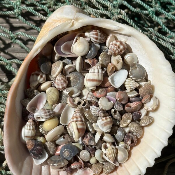 Bulk Tiny Natural Shell Mix - 1 pound (4,000+) Craft Shells for DIY Projects
