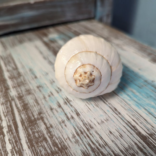 Vintage Turbinella Pyrumnapus pyrum Divine Conch Specimen Brown White Chank Religion Special Collectible Sacred Indian Ocean Seashell RARE