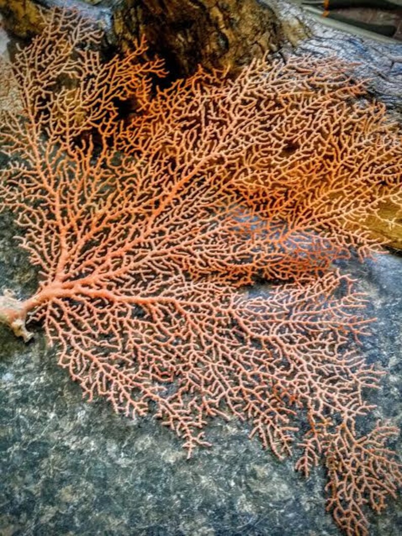 Natural Dried Sea Fan Coral Multiple Sizes Natural Color Rust - Etsy