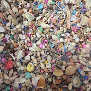 Natural & Dyed Shell Mixture