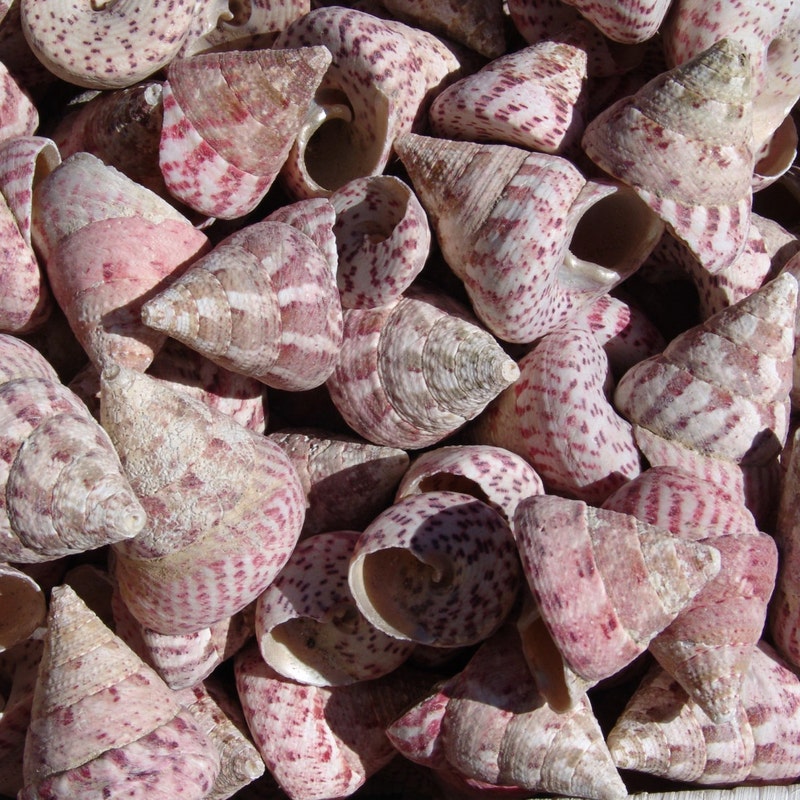 Trochus Shell - Etsy