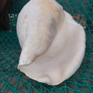 Titanostrombus Galeatus Eastern Pacific Giant Conch Shell - Etsy