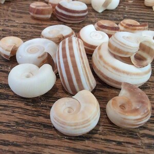 Small Rams Horn Shell